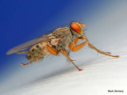 Fly on a Flagpole by Mark Berkery