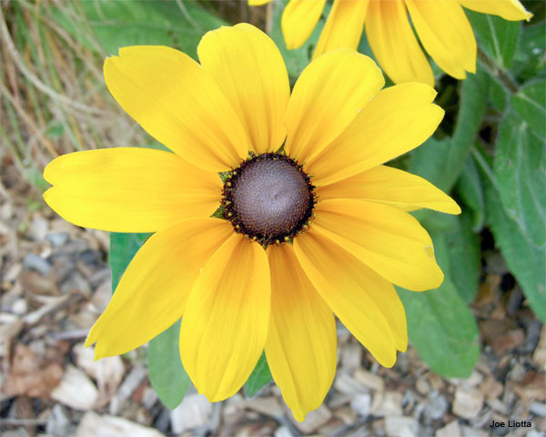 Brown-eyed Susan by Joe Liotta