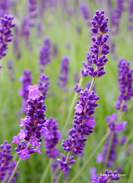 Lavender by Samantha Hunt