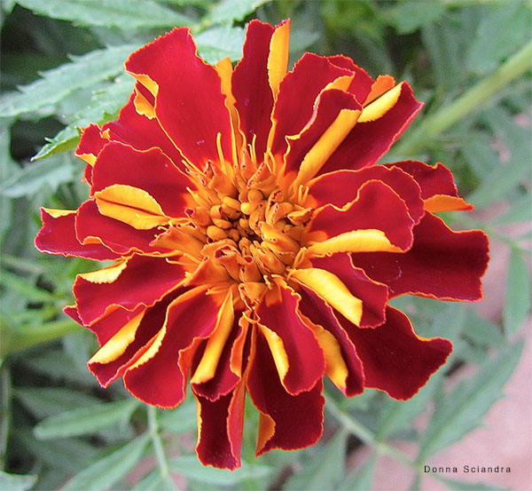 Wyoming Flower by Donna Sciandra