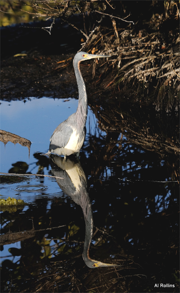 Tri-Colored Heron by Al Rollins